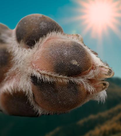 Yara Spreyleri — 3 ürün