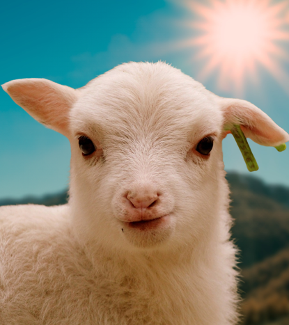 Tabletler — 2 ürün